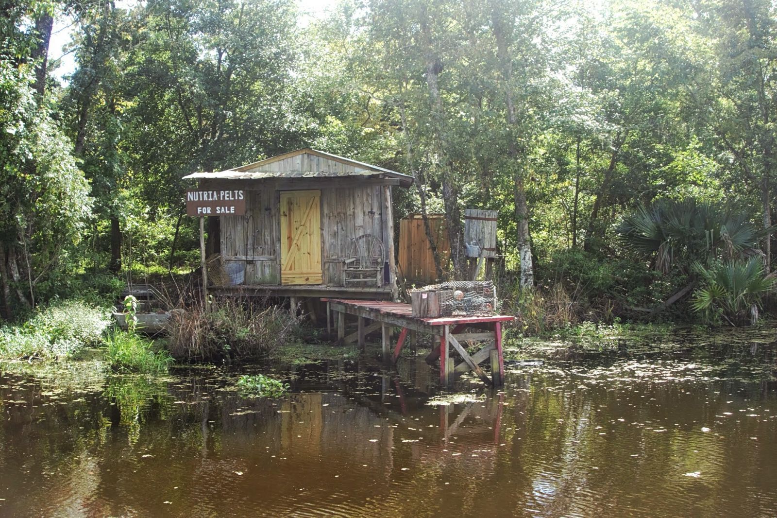 20-best-words-to-describe-swamp-adjectives-for-swamp-engdic